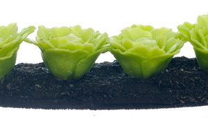 1/2in GREEN CABBAGE GARDN