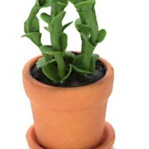 HOUSE PLANT