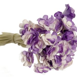 GYPSO/PURPLE/24pcs