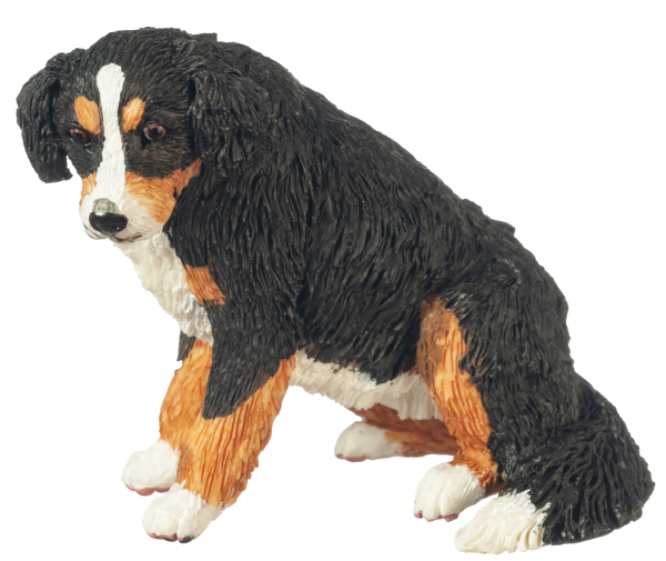 BERNESE MOUNTAIN DOG SIT