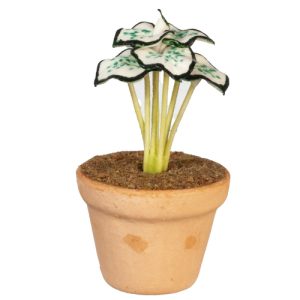 CALADIUM IN POT