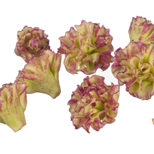 RED LETTUCE/10