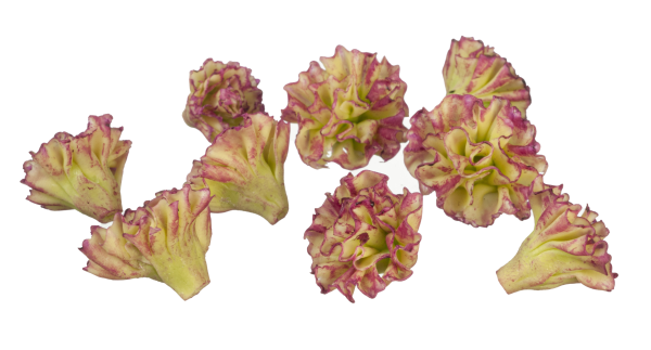 RED LETTUCE/10
