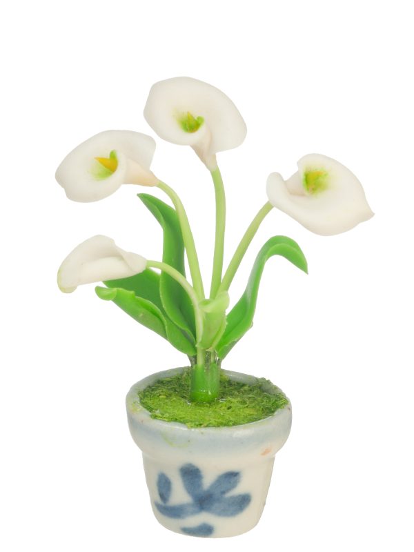 ANTHURIUMSI IN POT/WHITE