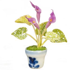 CALLALILY IN POT/PURPLE