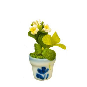 PUMERIA IN POT