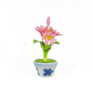 GAZOMIA IN POT
