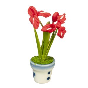 RED FLOWER IN POT