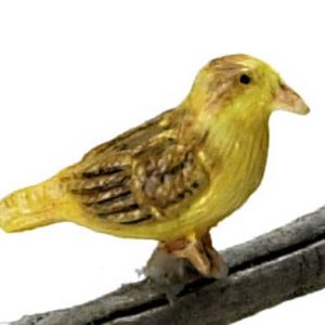 NORWICH FANCY CANARY