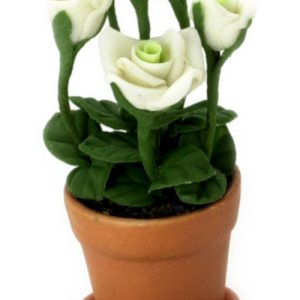 WHITE ROSE IN POT