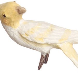 LUTINO COCKATOO