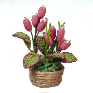 PINK CONE HOUSE PLANT/BA