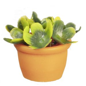 PLANT IN TERRA COTTA VASE