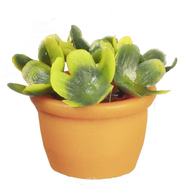PLANT IN TERRA COTTA VASE