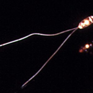 1.5V MICRO WIRE TERM BULB