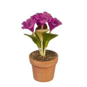 FUCHSIA FLOWERS IN POT