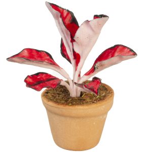 COLEUS PLANT IN POT