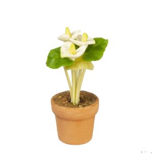 ANTHURIUM IN POT