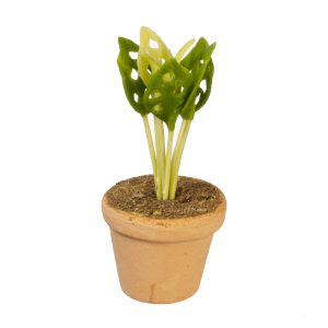 `SWISS CHEESE`PLANT