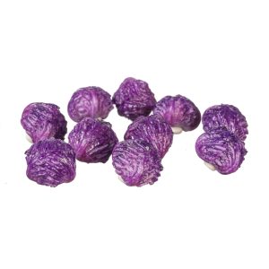 PURPLE CABBAGE/10