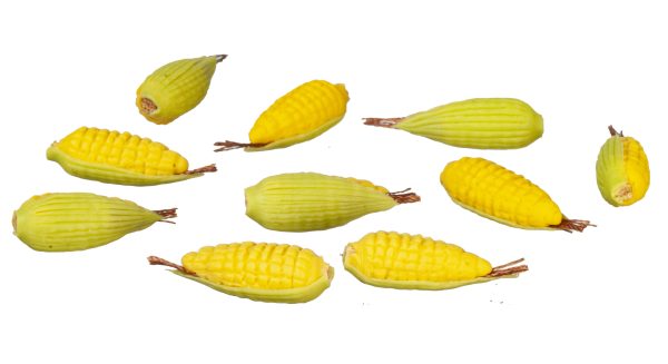 CORN ON THE COB/10
