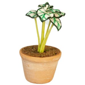 CALADIUM IN POT
