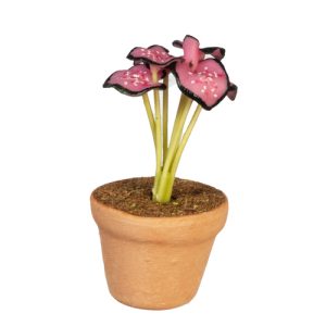 CALADIUM IN POT