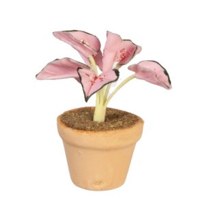 CALADIUM IN POT