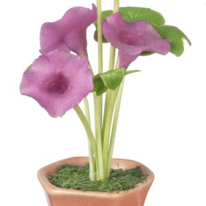 MORNING GLORIES IN POT/LA