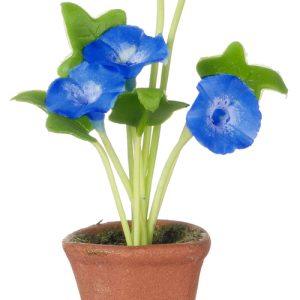 MORNING GLORIES IN POT/BL