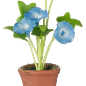 MORNING GLORIES/BRIGHT BL