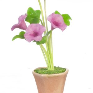 MORNING GLORIES/FUCHSIA