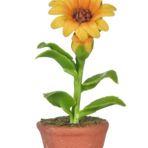 SUNFLOWER IN POT