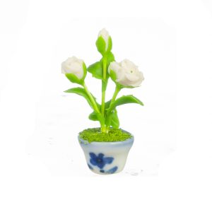 WHITE ROSE IN POT