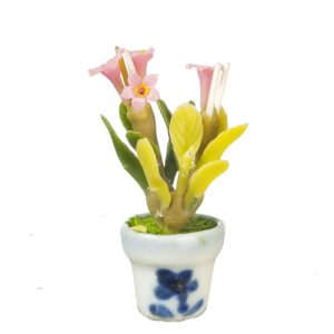 IXORA IN POT