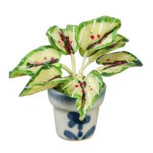 CALADIUM IN POT