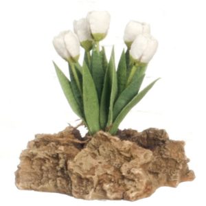 TULIPS PLANT ON ROCK/WHIT
