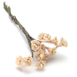CAMELLIAS/12pcs/PINK