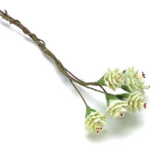PRUNUS/6pcs/JADE