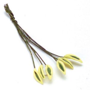 WHITE EDGE LEAVES/6