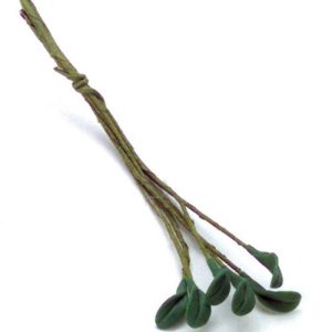SINGLE CURLED LEAVES/6