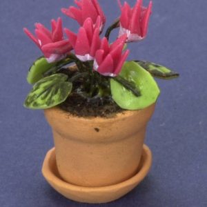 CYCLAMEN IN POT/PINK