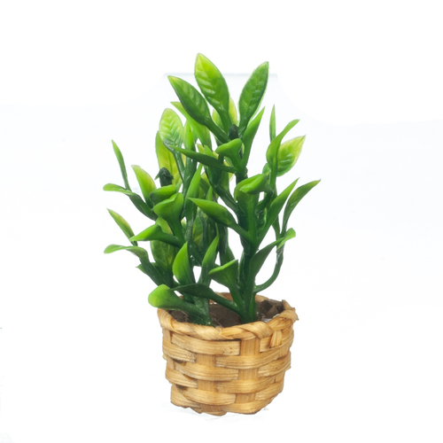 BAMBOO PLANT/BASKET