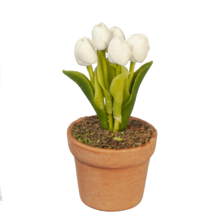WHITE TULIP IN POT