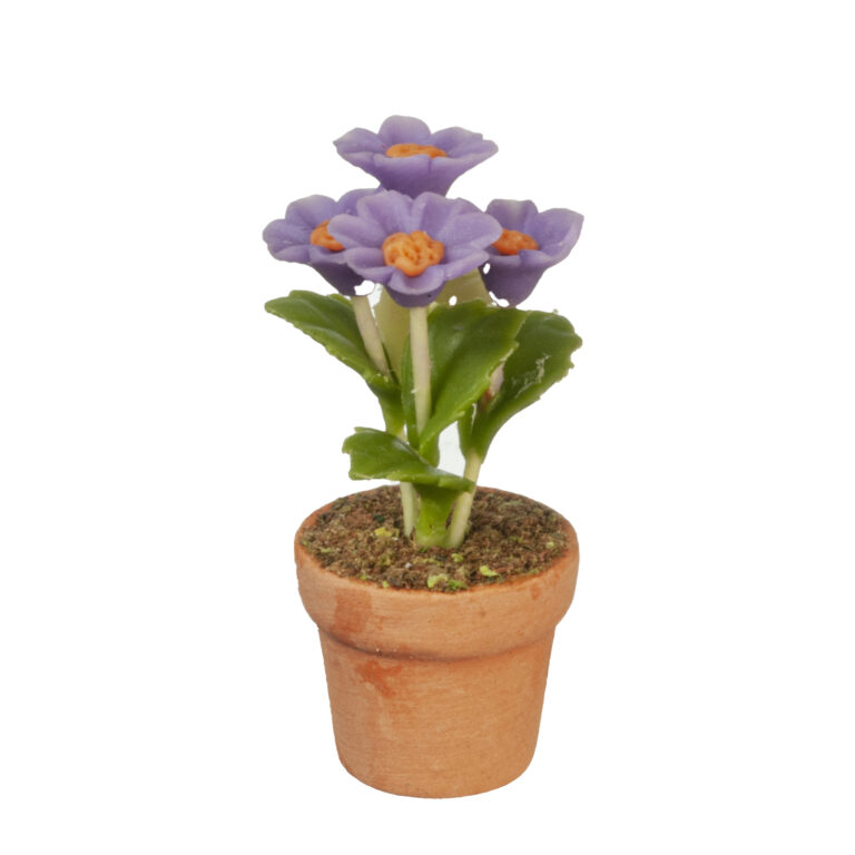 LAVENDER DAISY IN POT
