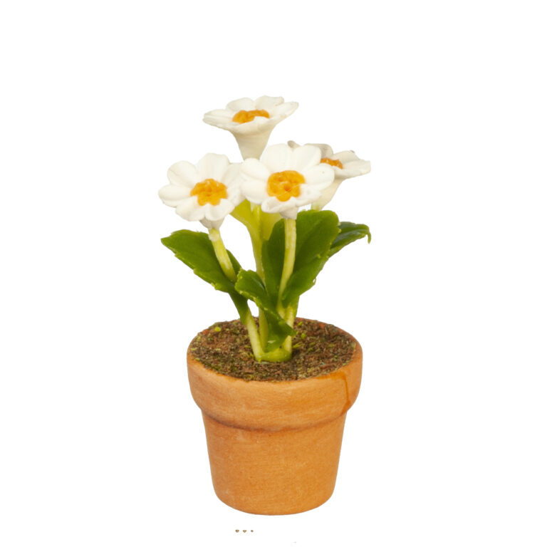 WHITE DAISY IN POT