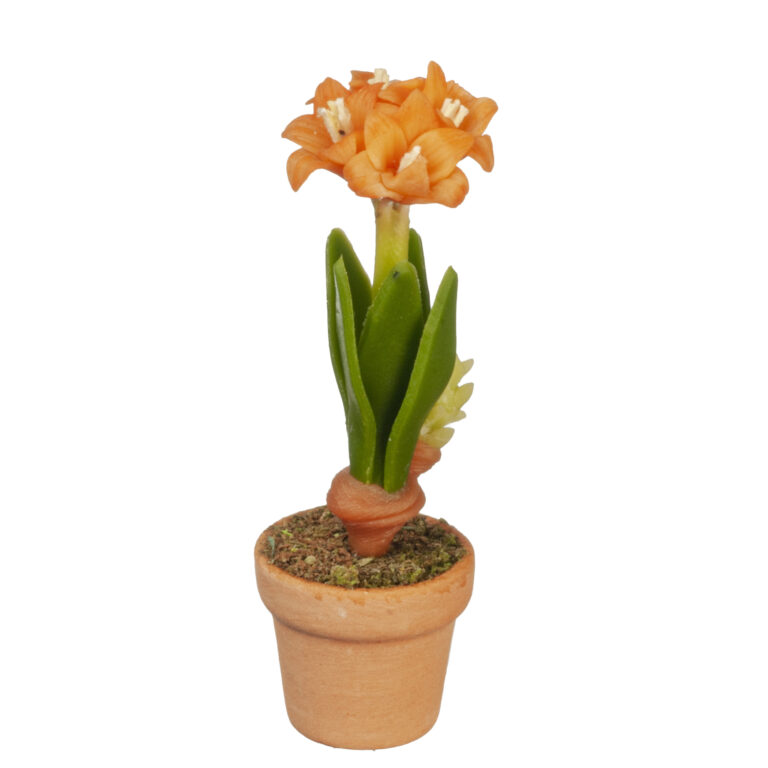 ORANGE AMARYLLIS IN POT