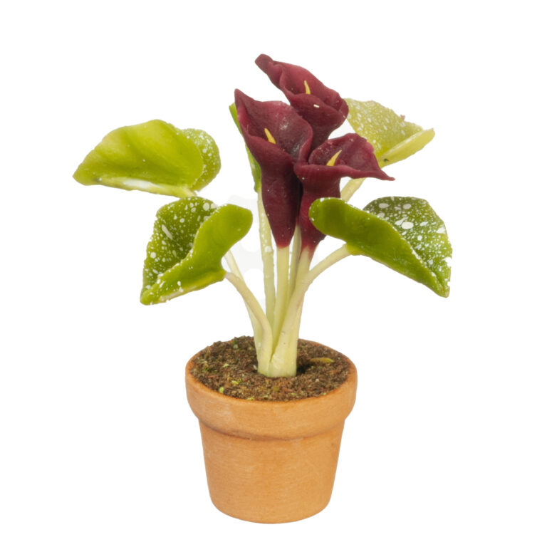 PURPLE CALLA LILY IN POT