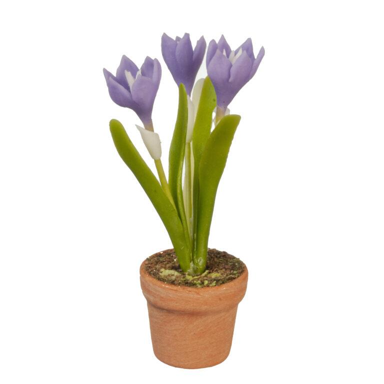 CROCUS/PURPLE IN POT