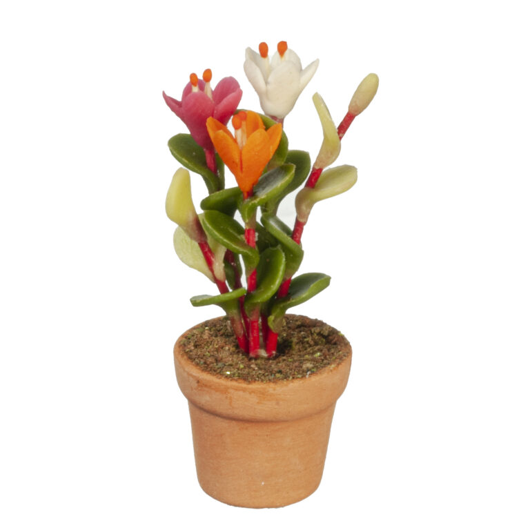 MIXED CYCLAMEN